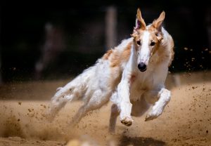 Is Legal Bangalore Race Course Betting Legal in India? Complete 2026 Guide